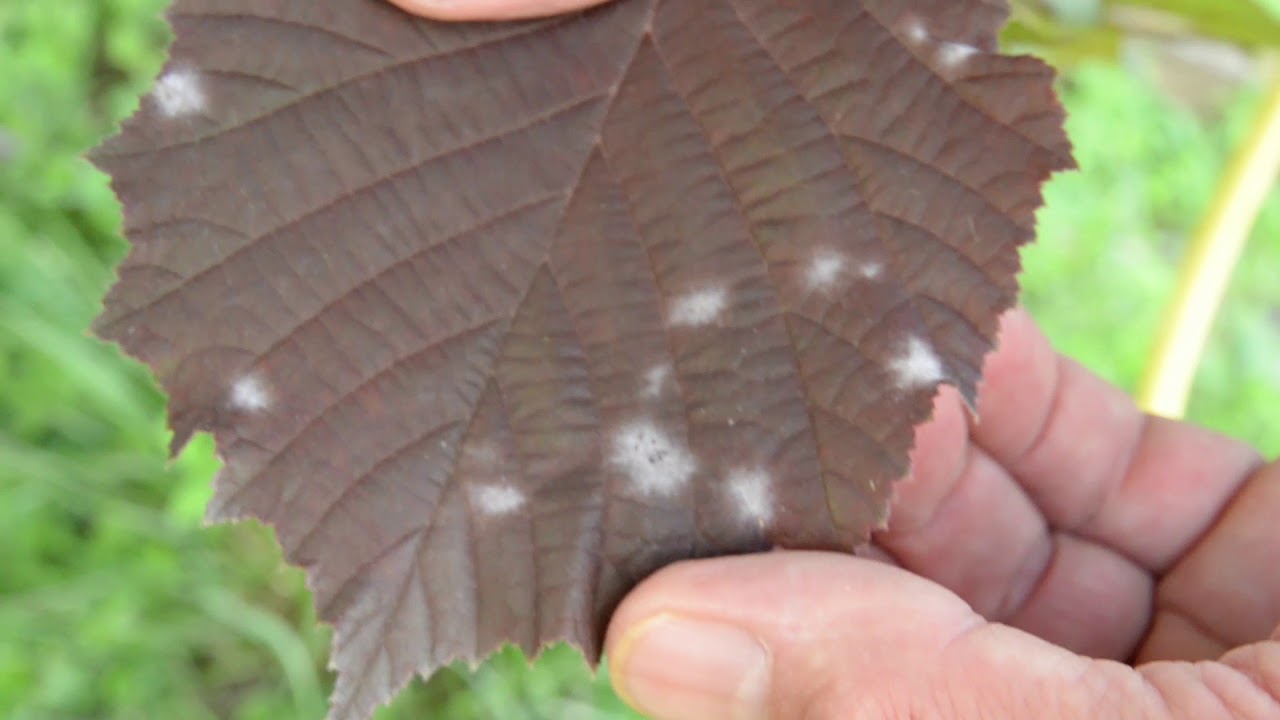 A mogyoró növényvédelme (mogyoró ormányos, lisztharmat, monilia)