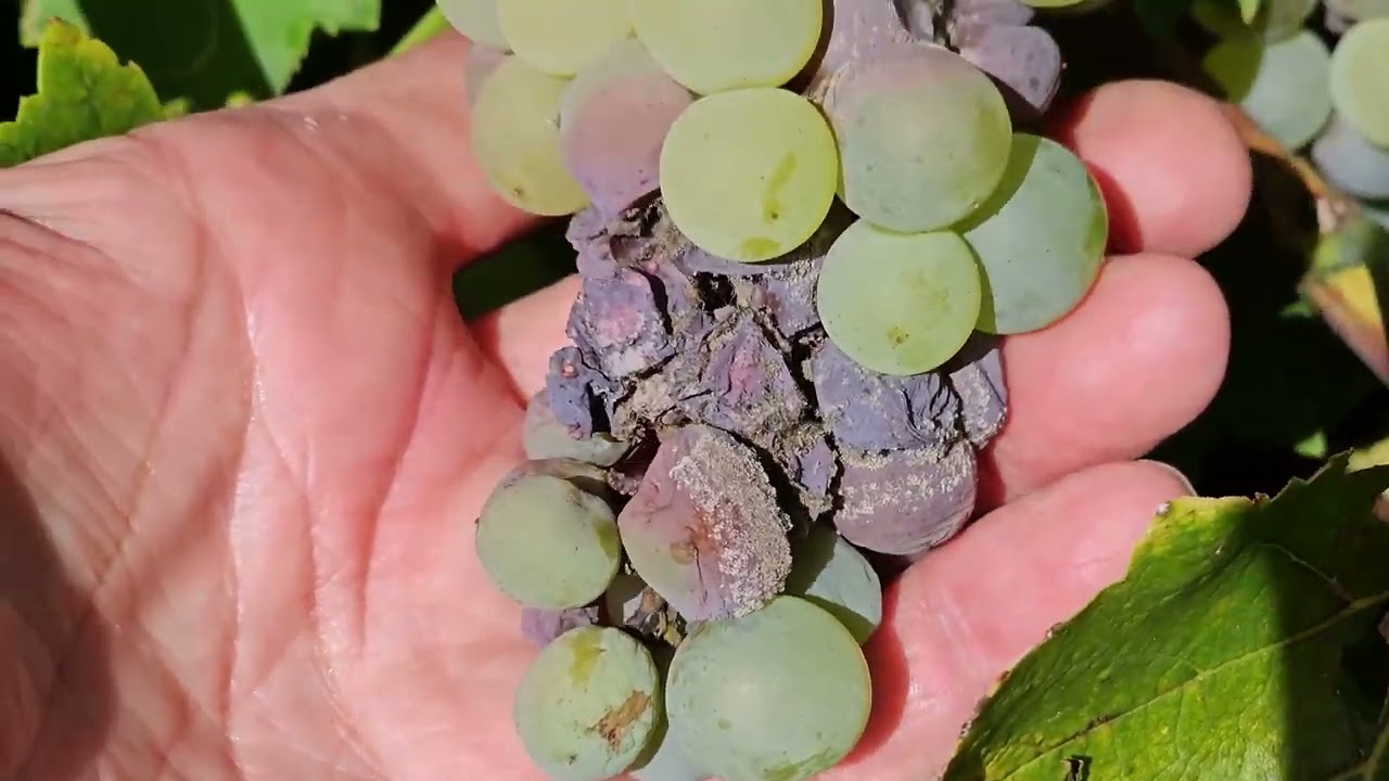 Aktualitások a szőlő növényvédelmében 2023 szeptember