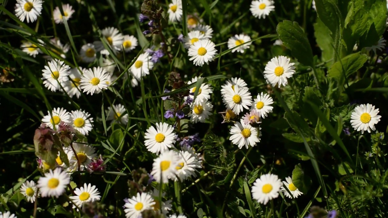Zsigó György - Pázsit gyomirtás javaslatok