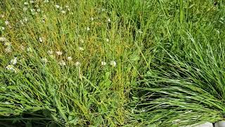 Védekezés a gyep rozsdabetegsége ellen