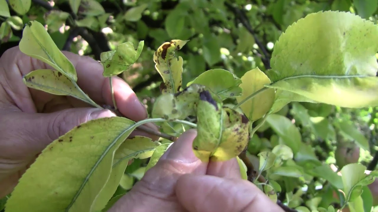 Körte:enyhe levéltetű és gubacsatka kártétel