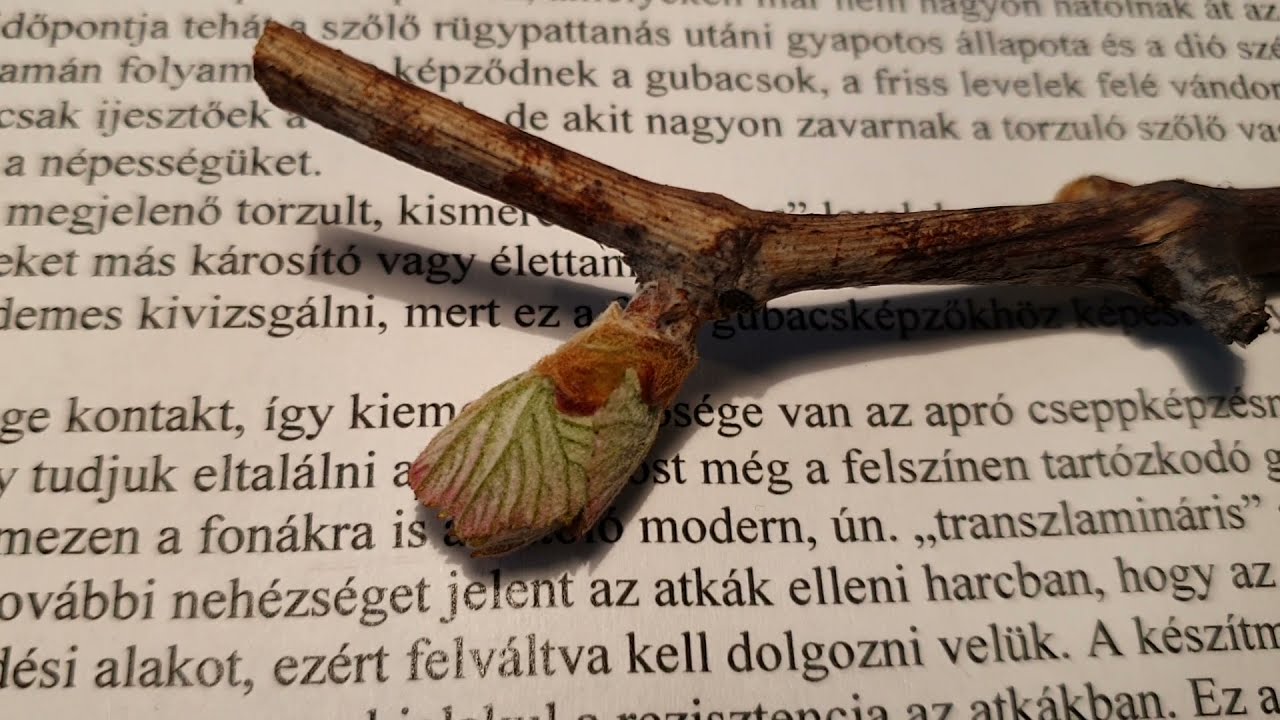 Gubacsatka kártétele