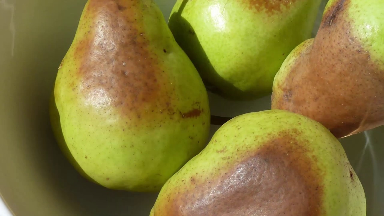 A napégés tünetei és a védekezés lehetőségei gyümölcsfákon