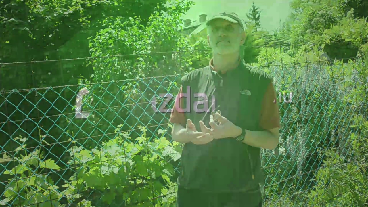 Indíthatják a szőlő permetezését (lisztharmat, peronoszpóra)