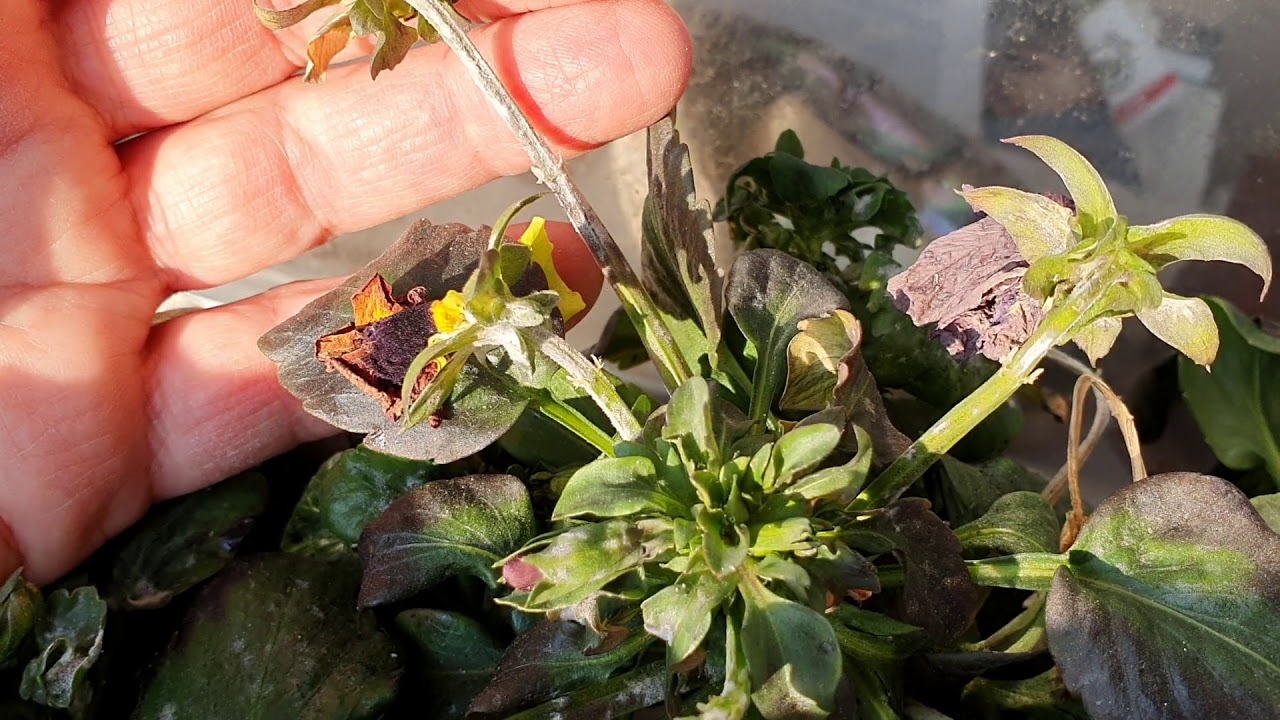 Lisztharmat árvácskán