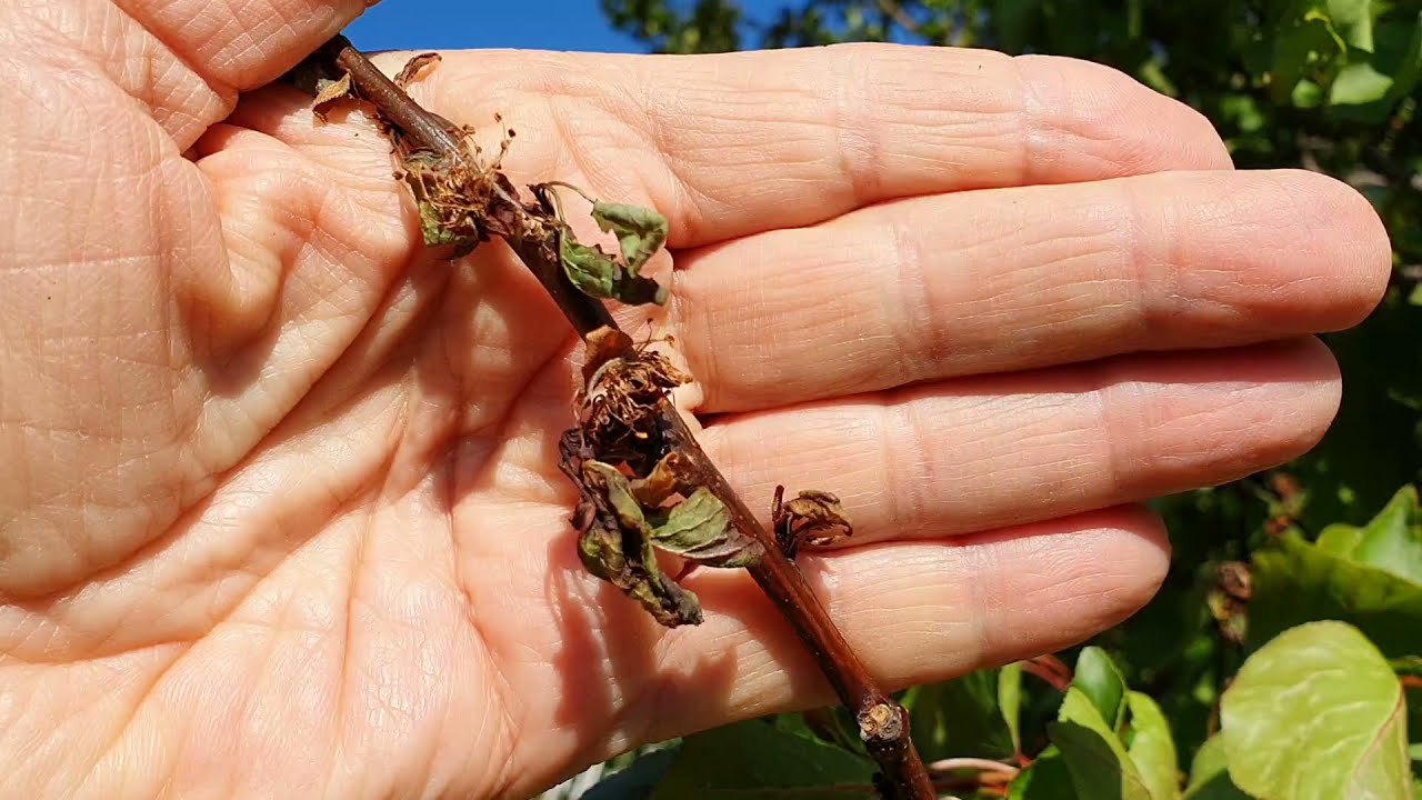 Mivel védekezhetünk virágzás után a monilia ellen?