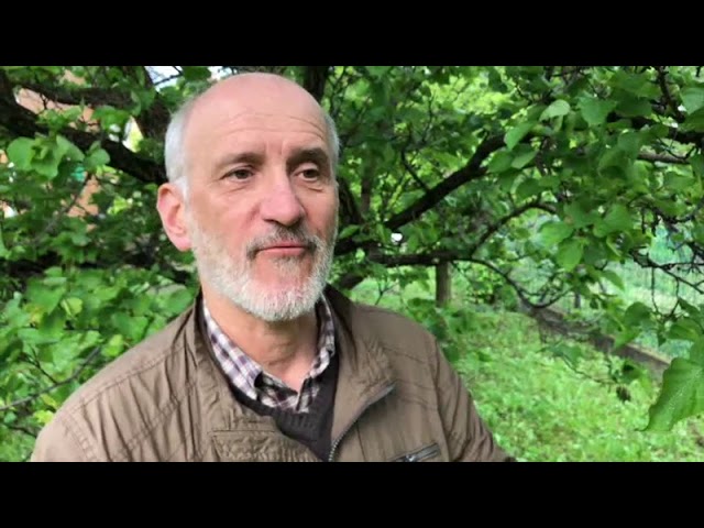 A csonthéjasok stigminás levéllyukacsosodás gombabetegsége