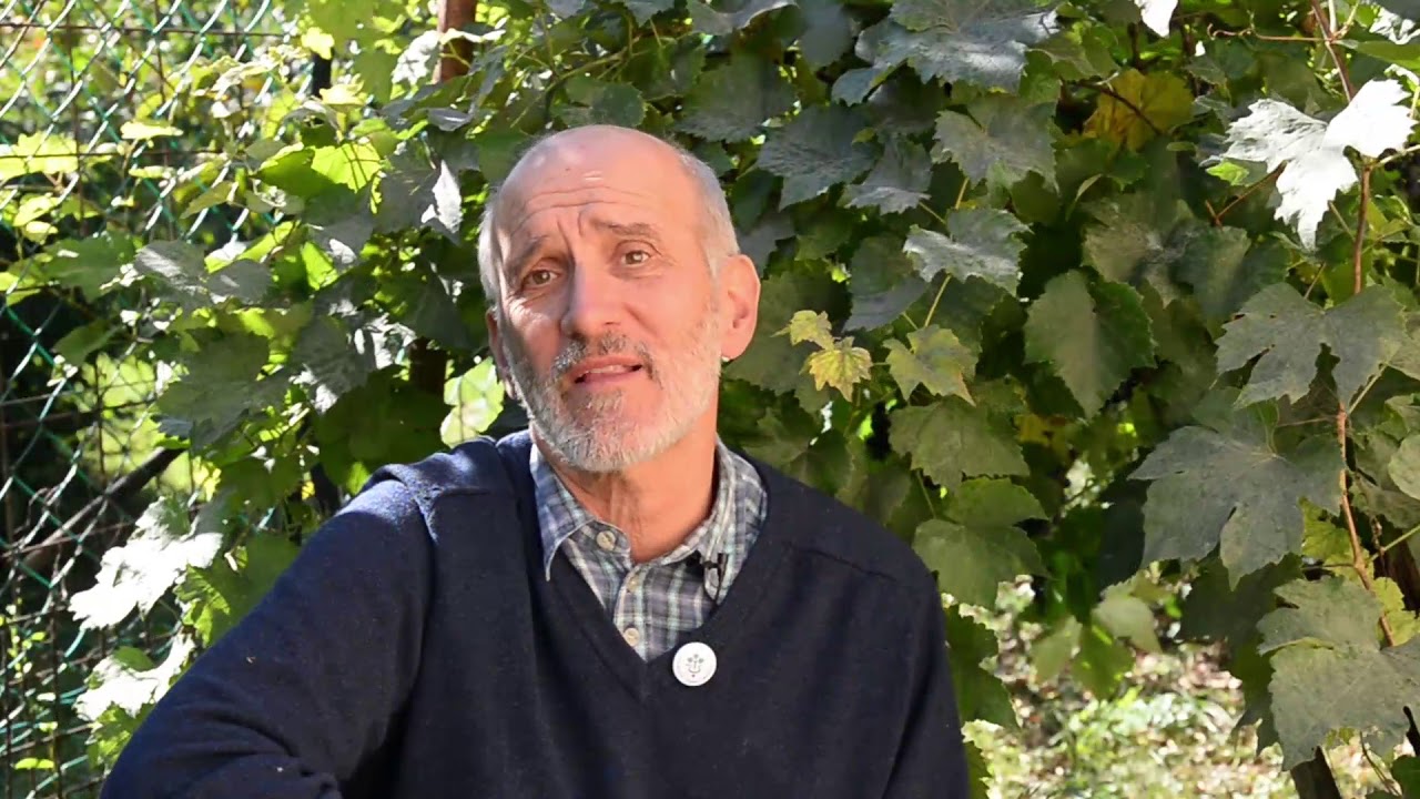 Szüret utáni védekezés a szőlőlisztharmat ellen