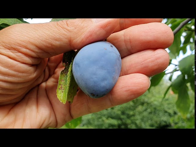 Szilvahimlő tünetei levélen, termésen