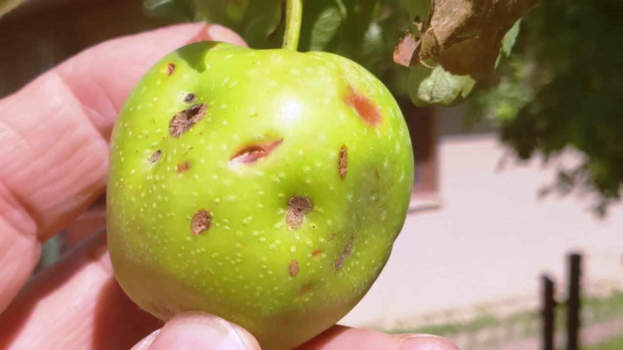 A jégverés és a molyrágás után, körtén és almán terjed a monília