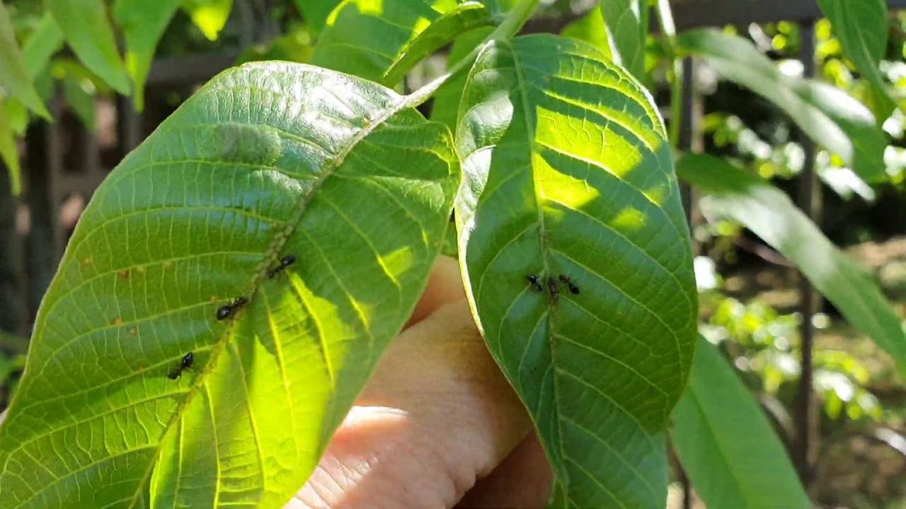 Levéltetvek a dión