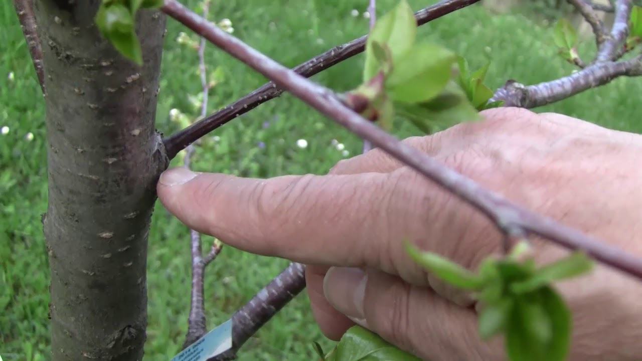 A meggy virágfertőző moníliája és a védekezés lehetőségei