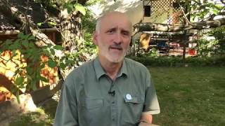 Kiskerti növényvédelem : Puszpáng/Buxus