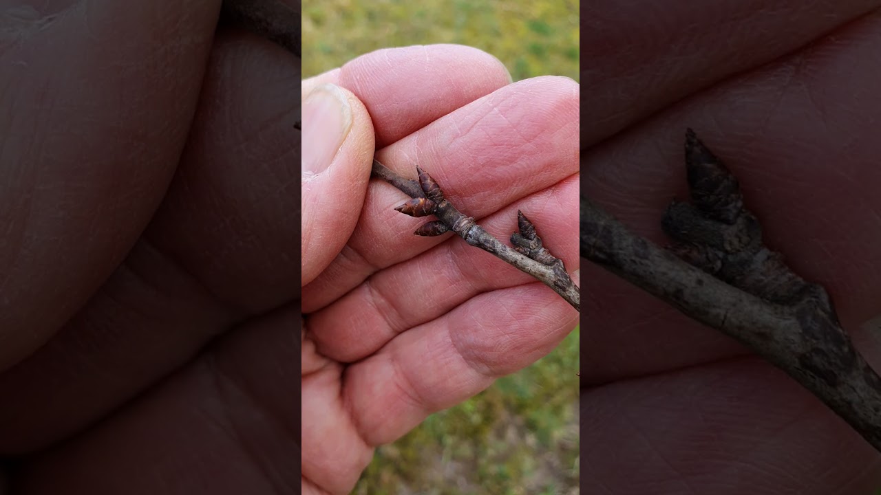 Csonthéjasok lemosása