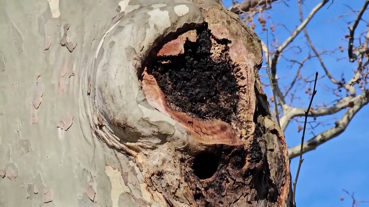 Faodvak keletkezése, kezelése