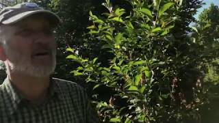 Kiskerti növényvédelem: Meggy monilia terjedése