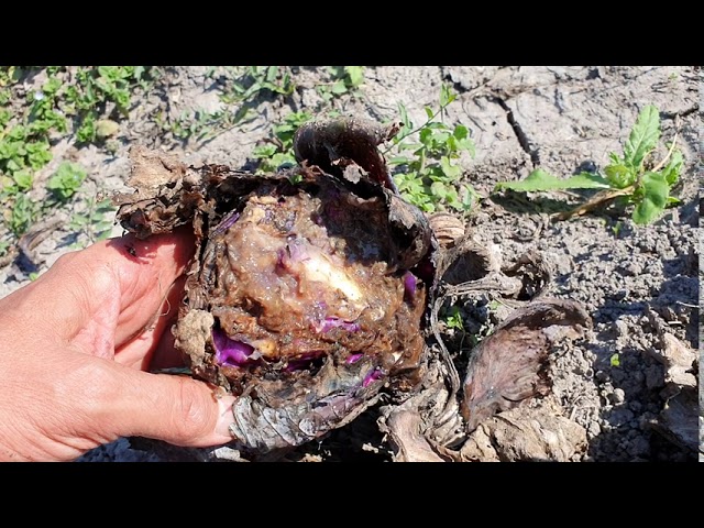 Miért fontos a gyommentesség?