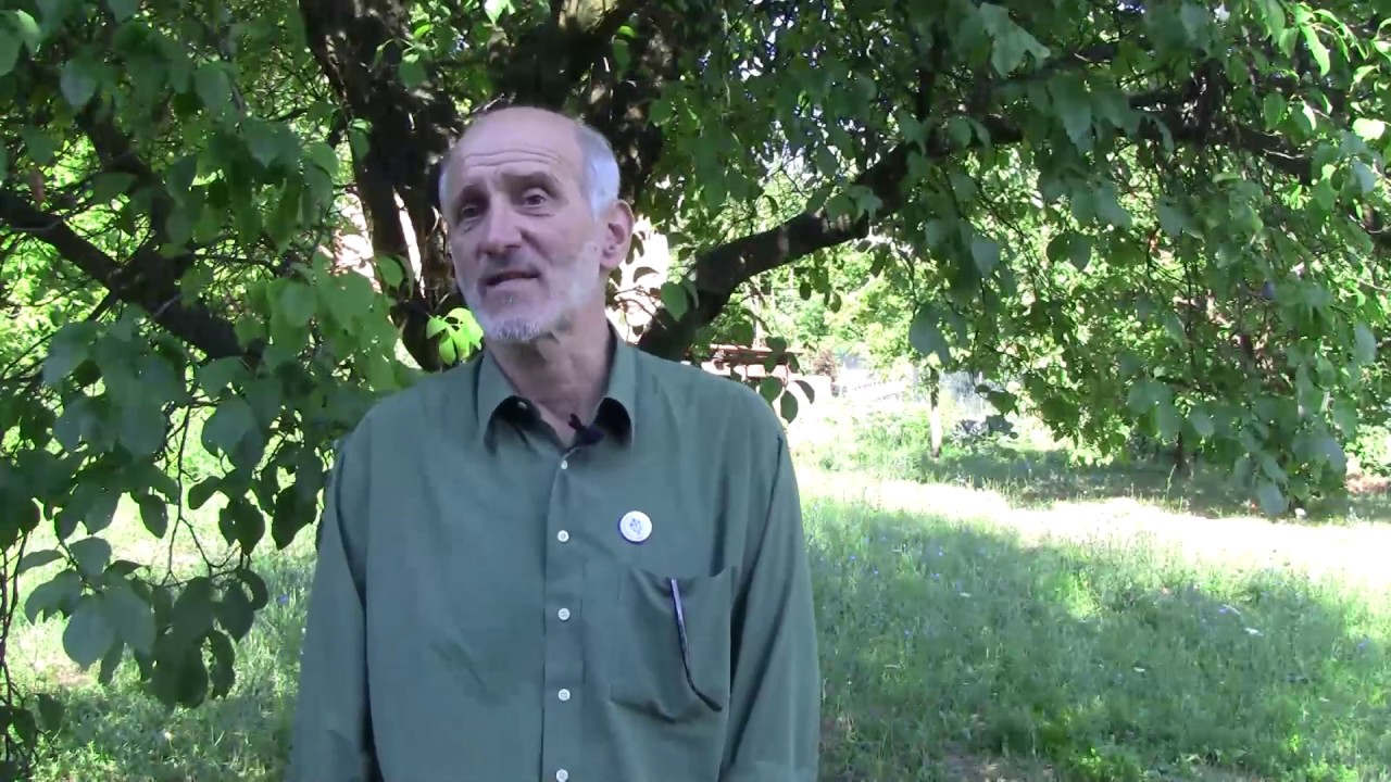 Az amerikai lepkekabóca károsítása