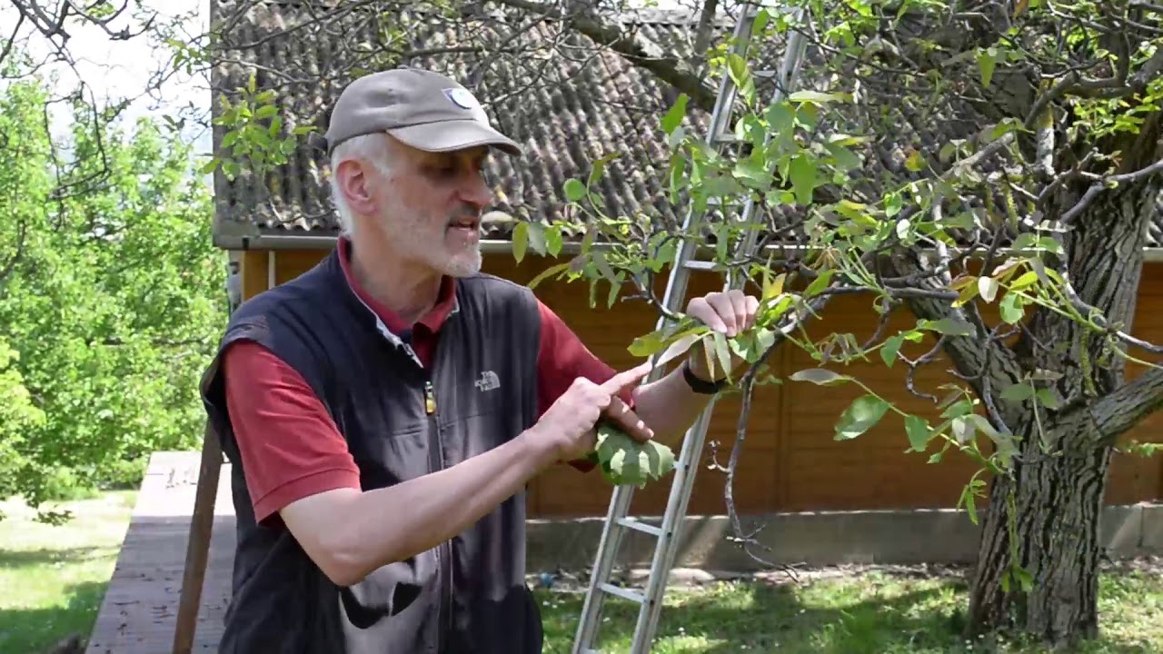A gubacsatkák első tünetei (dión, szőlőn)