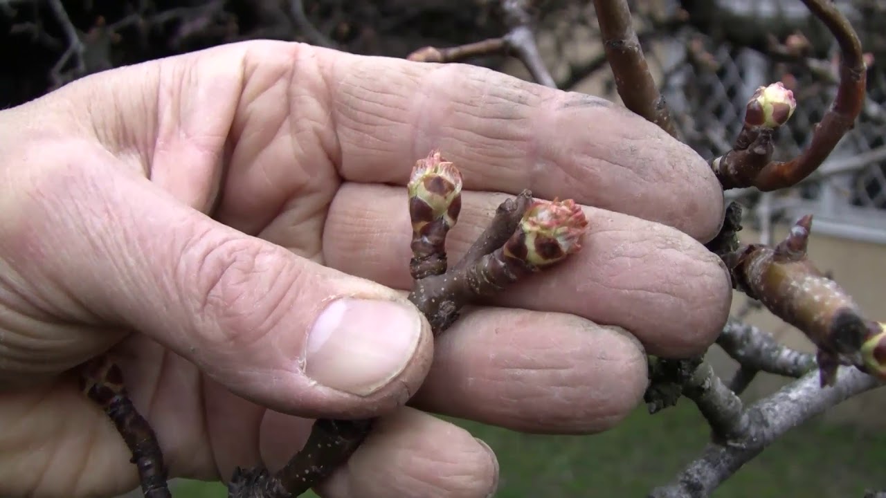 Kora tavaszi lemosó permetezés indítása 2018