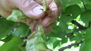 Kajszi levéllyukacsosodás