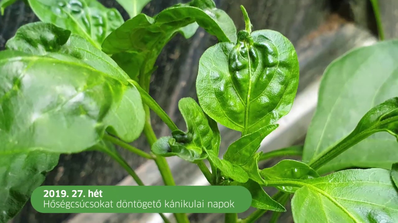 A paprika vírusbetegségei