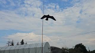 Scarybird madárriasztók a gyakorlatban