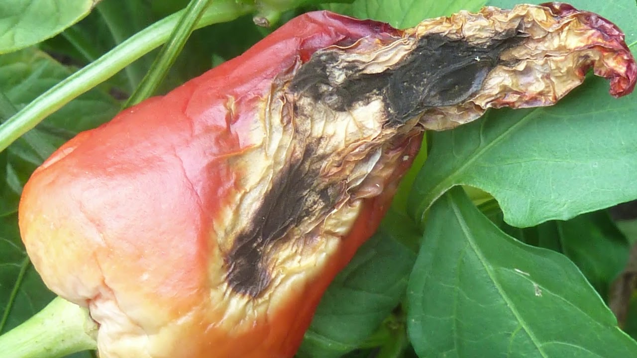 A napégés és kivédésének lehetőségei