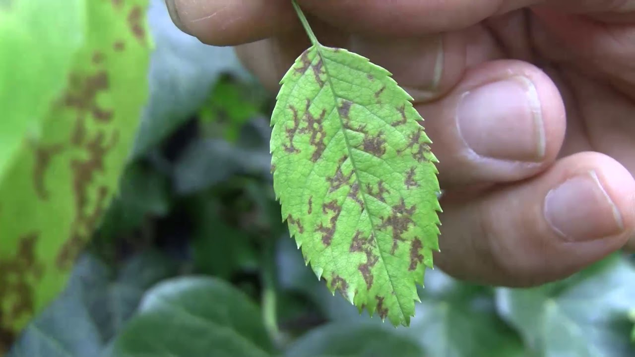 Kiskerti növényvédelem: a rózsa