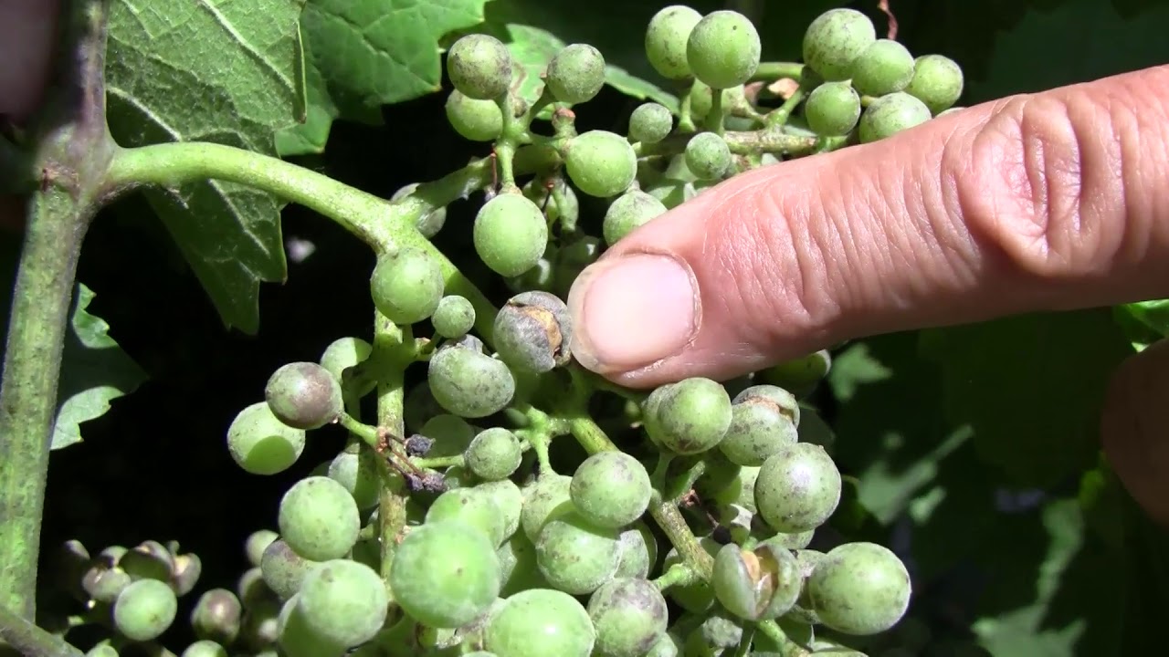 Szőlő: elsősorban a fürtöket támadja szőlő lisztharmata