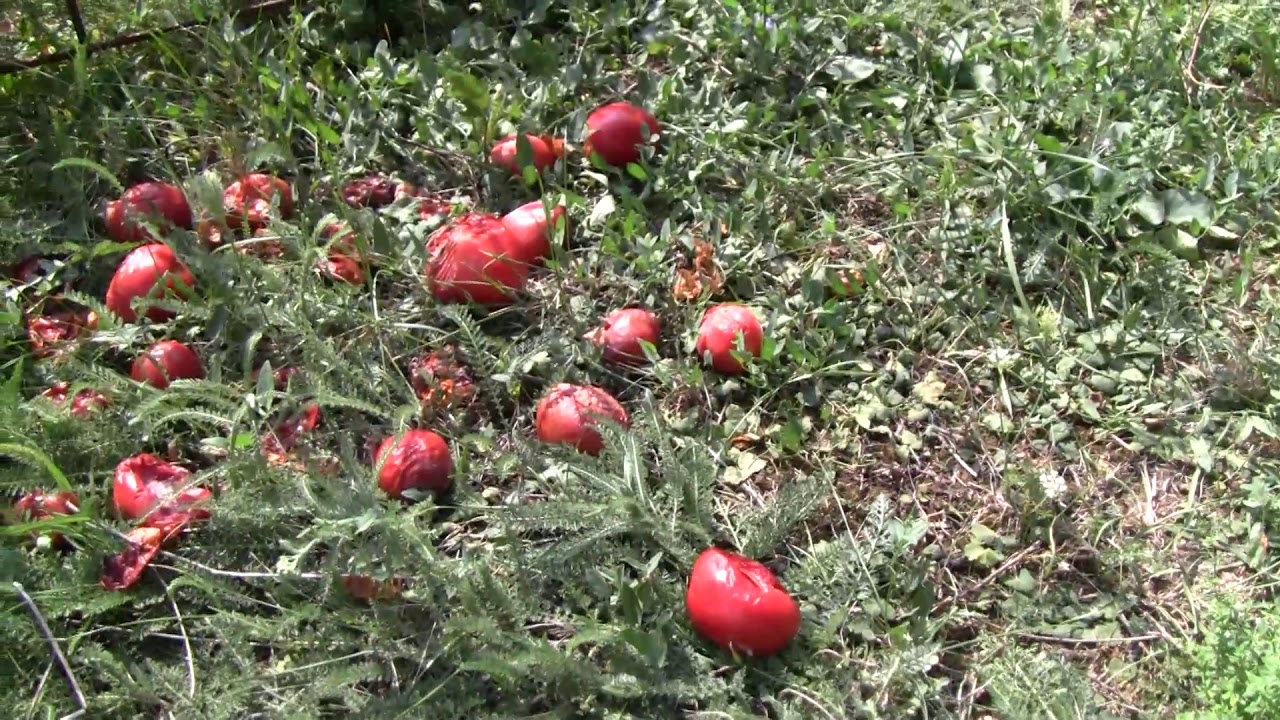A paradicsom csúcsrothadásának kezelése