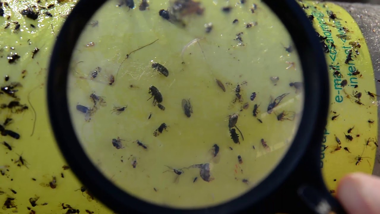 A dió növényvédelmi helyzete és a dióburoklégy folyamatos csapdázása