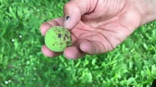 Kiskerti növényvédelem:Kajszibarack