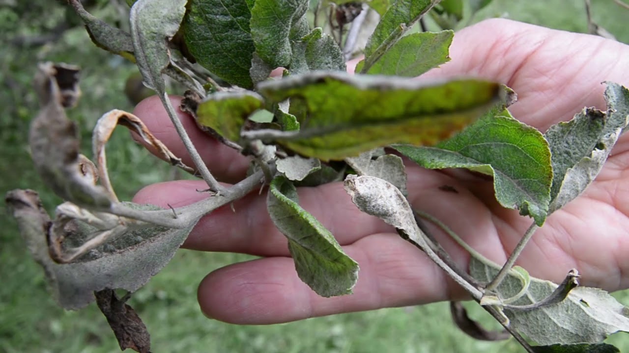 Alma és körte varasodás