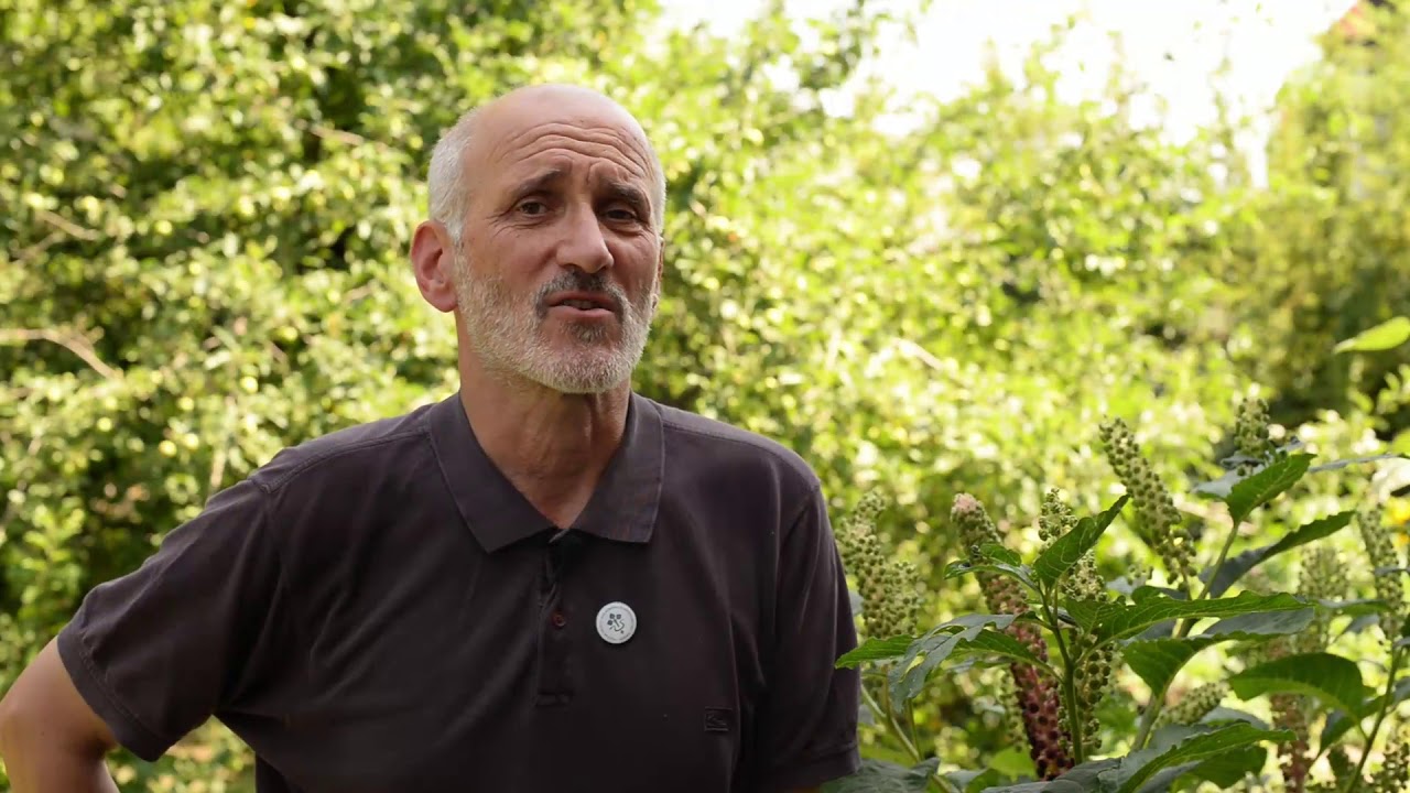 Alkörmös - invazív gyomok