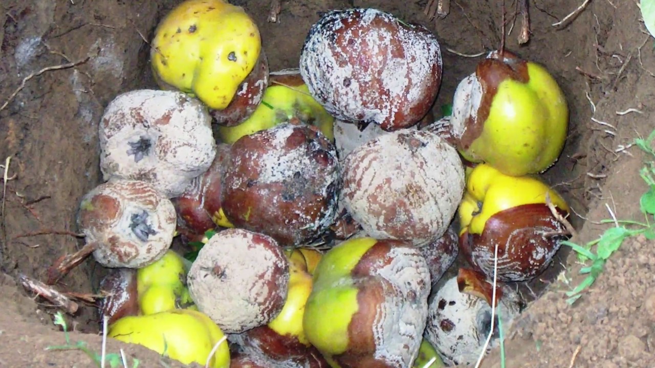 A letermett gyümölcsfák lombvédelme és a moníliás gyümölcsök megsemmisítése