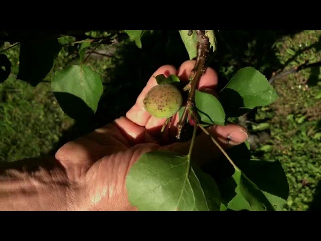 Kiskerti növényvédelem: Kajszibarack