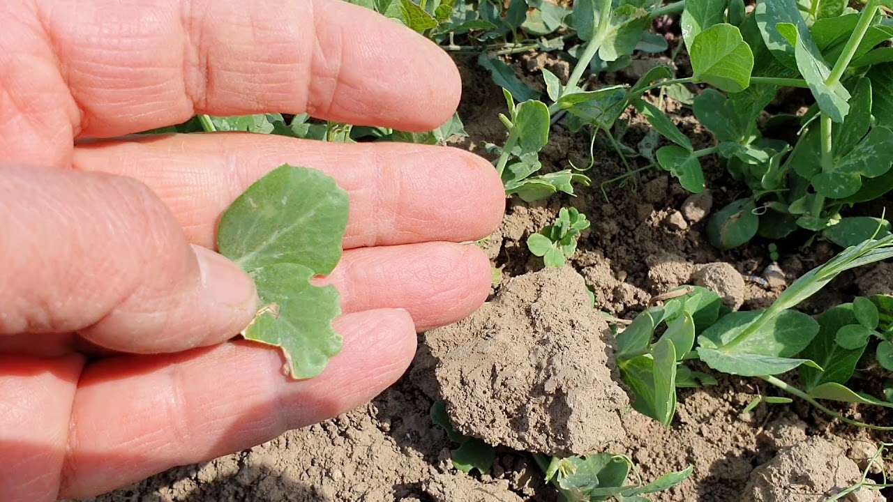 Borsó csipkéző barkó leírása és az ellen való védekezés