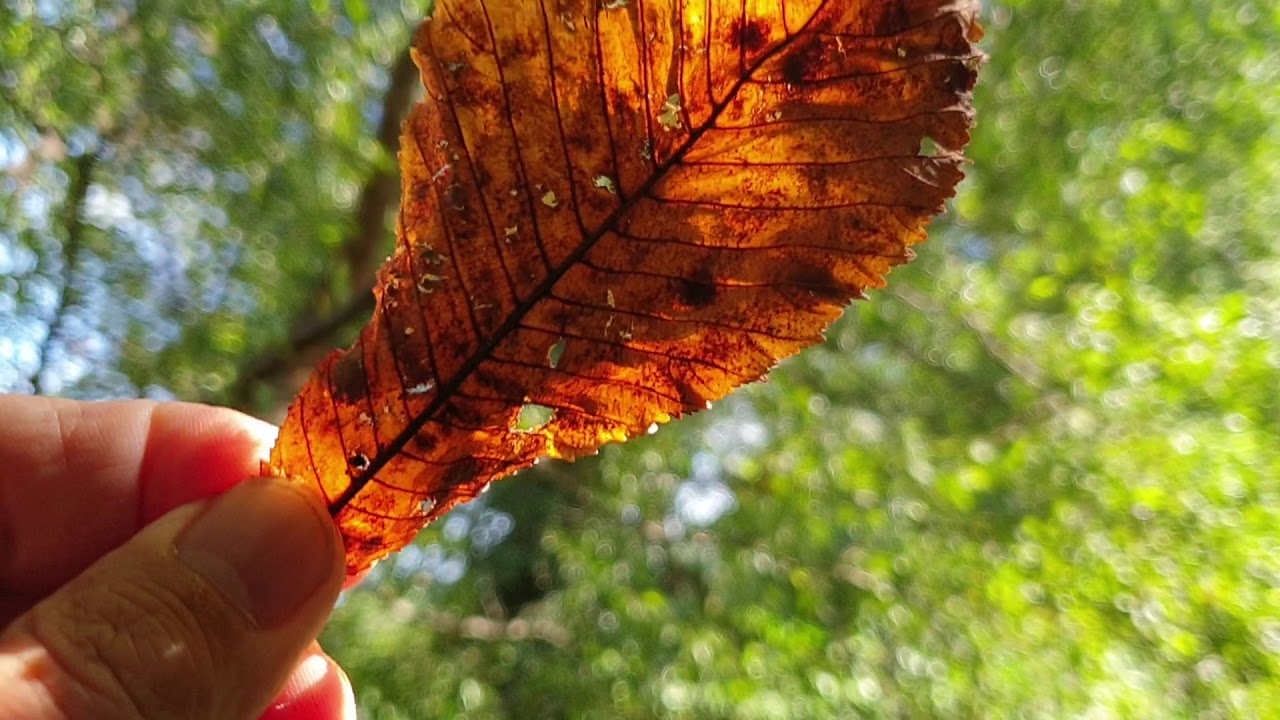 Vadgesztenyelevél aknázómoly csapdázása.