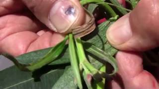 Az atkák elleni védekezés nehézségei