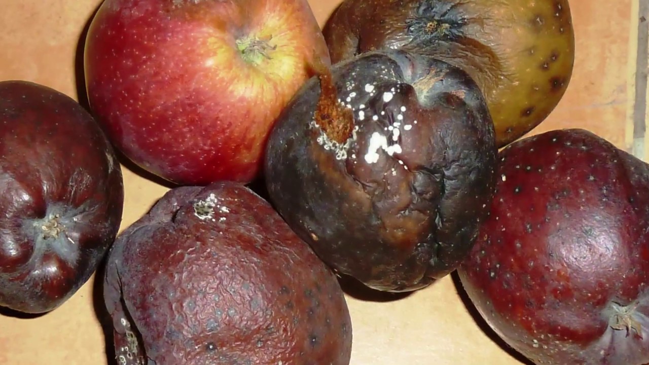 A betárolásra szánt gyümölcsök védelme