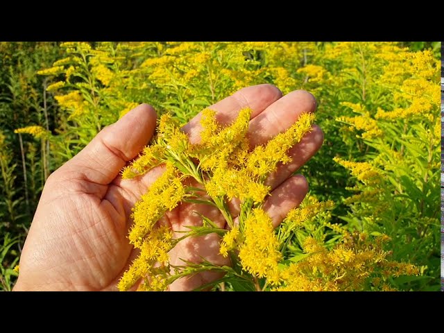 Aranyvessző gyom vagy gyógynövény?