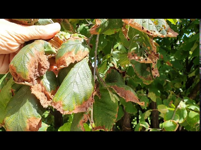 Napégés tünetei és az ellenük való védekezés lehetősége