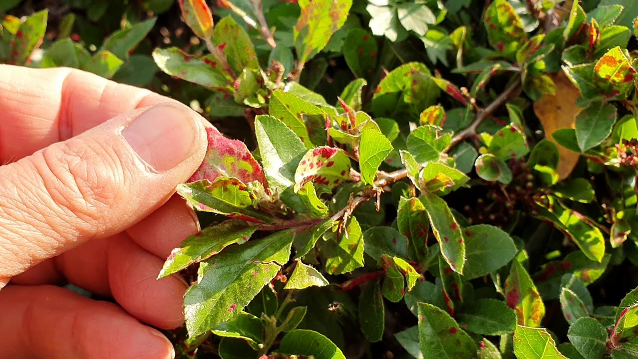 Közterületi növényvédelem - tűztövis - Zsígó György