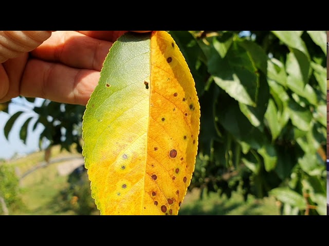 A növényvédelem a szüret után is tart!