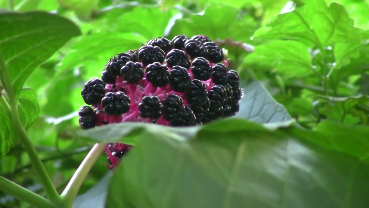 Invazív gyomok a házikertekben