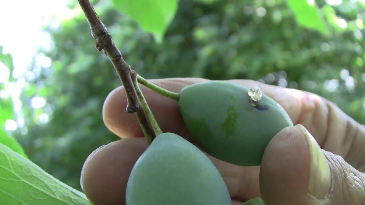 Szilvamoly és levéltetű kártétele szilván