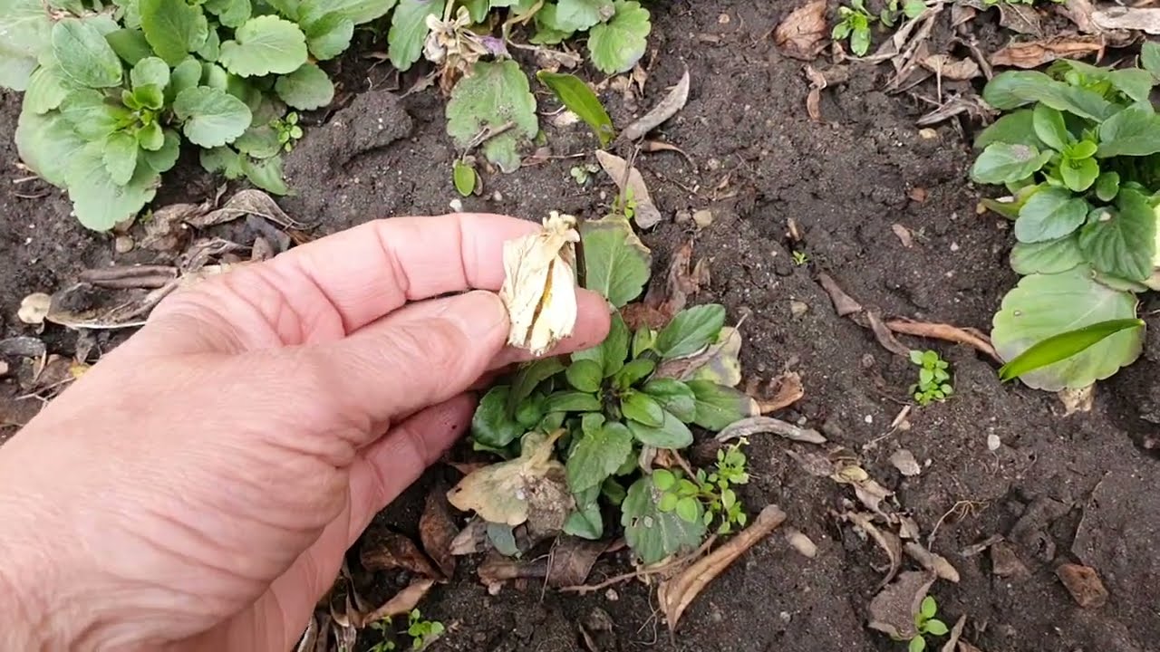 Botrytis fertőzés az őszi árvácskán