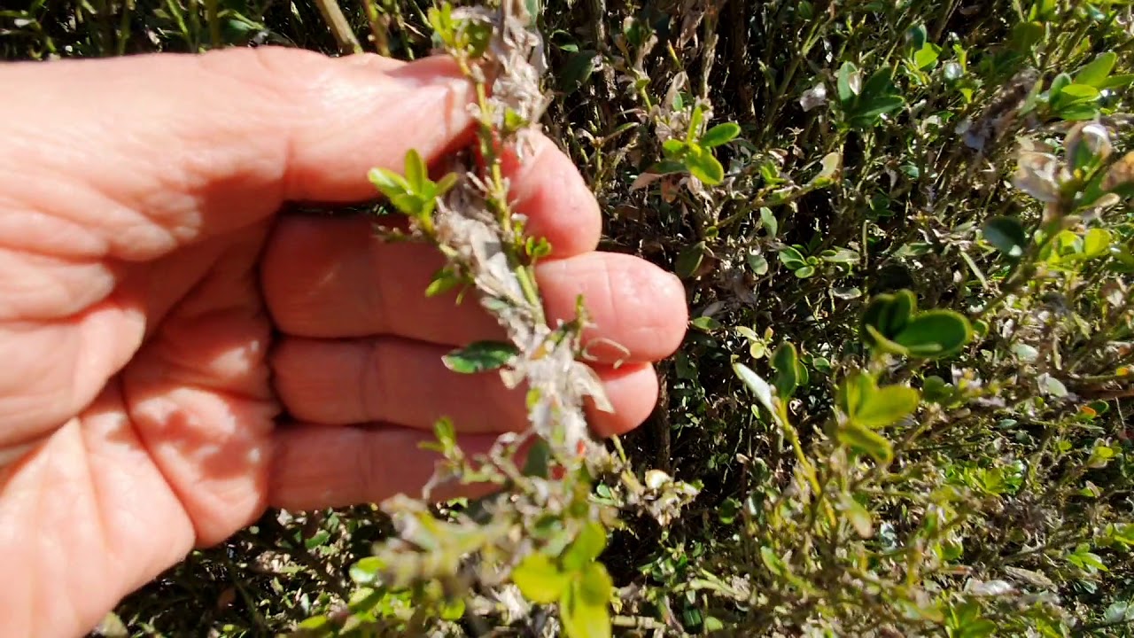 Hogyan telel át a buxusmoly?