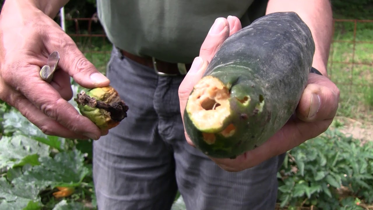 A csúcsrothadás oka és megelőzése